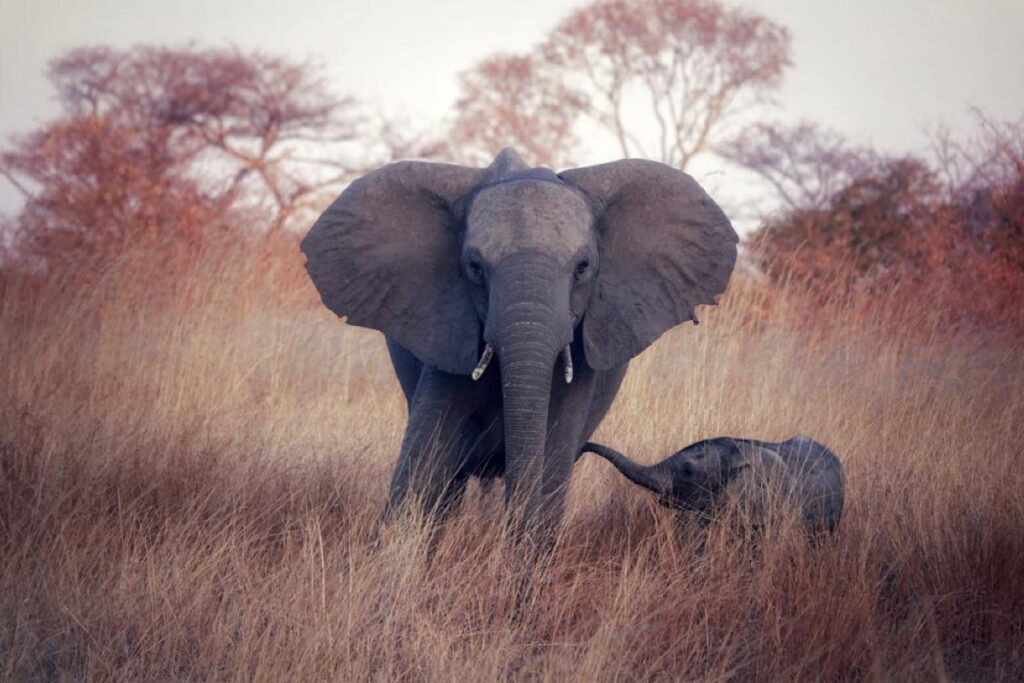 Zambezi National Park